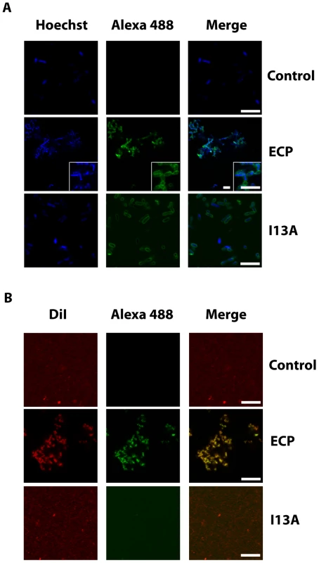 ECP and I13A mutant bind to the surface of bacteria and membranes.