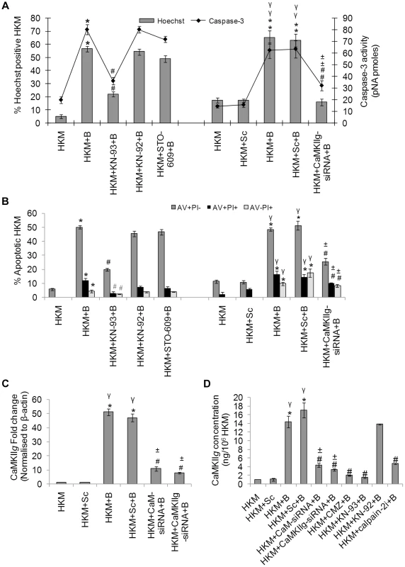 CaMKII<i>g</i> is CaM-dependent and pro-apoptotic.
