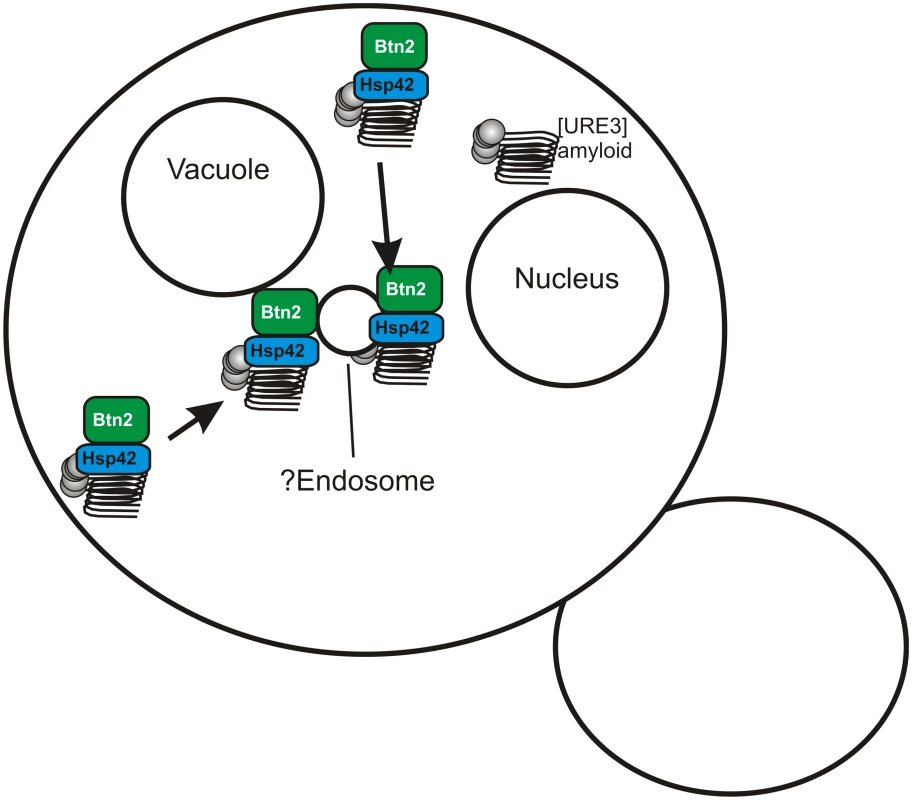 Btn2p sequesters prion amyloid filaments, curing the prion.