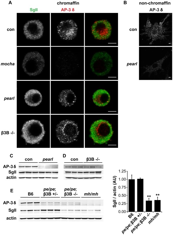 Concomitant loss of both β3A and β3B is required to reduce adrenal SgII.