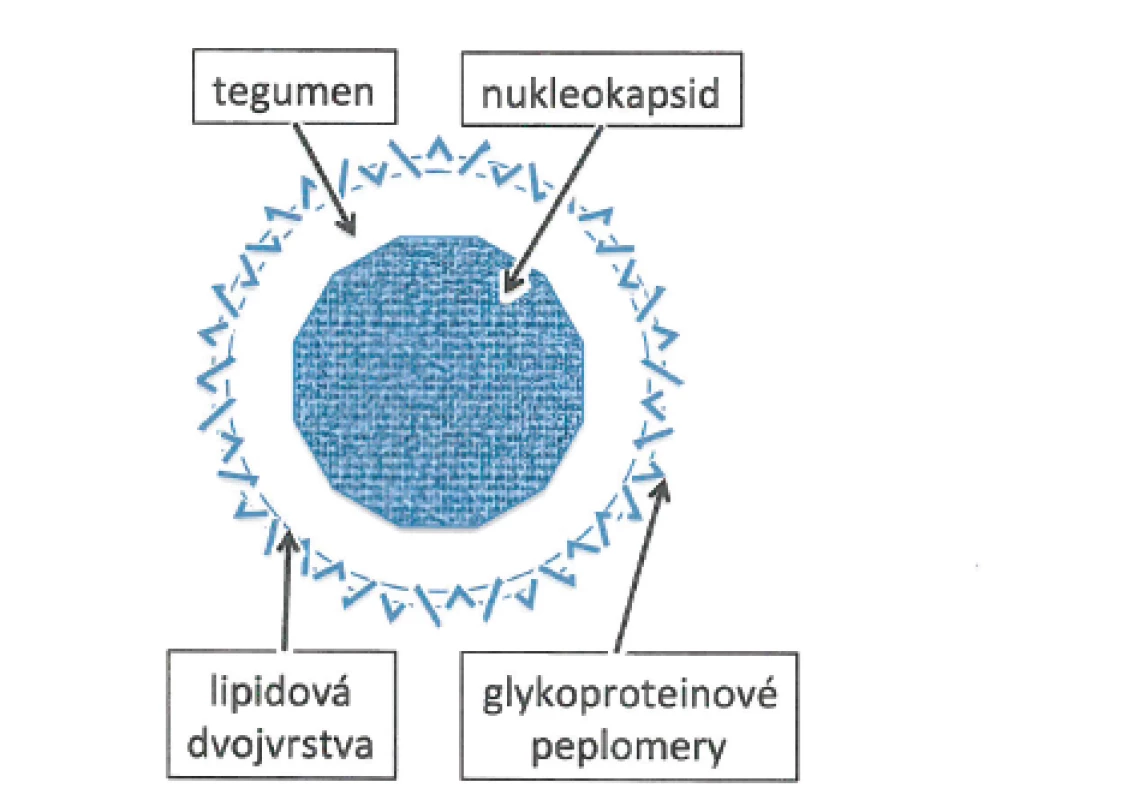 Schéma herpetického virionu [4]
Fig. 1. Architecture of the herpes virion [4]