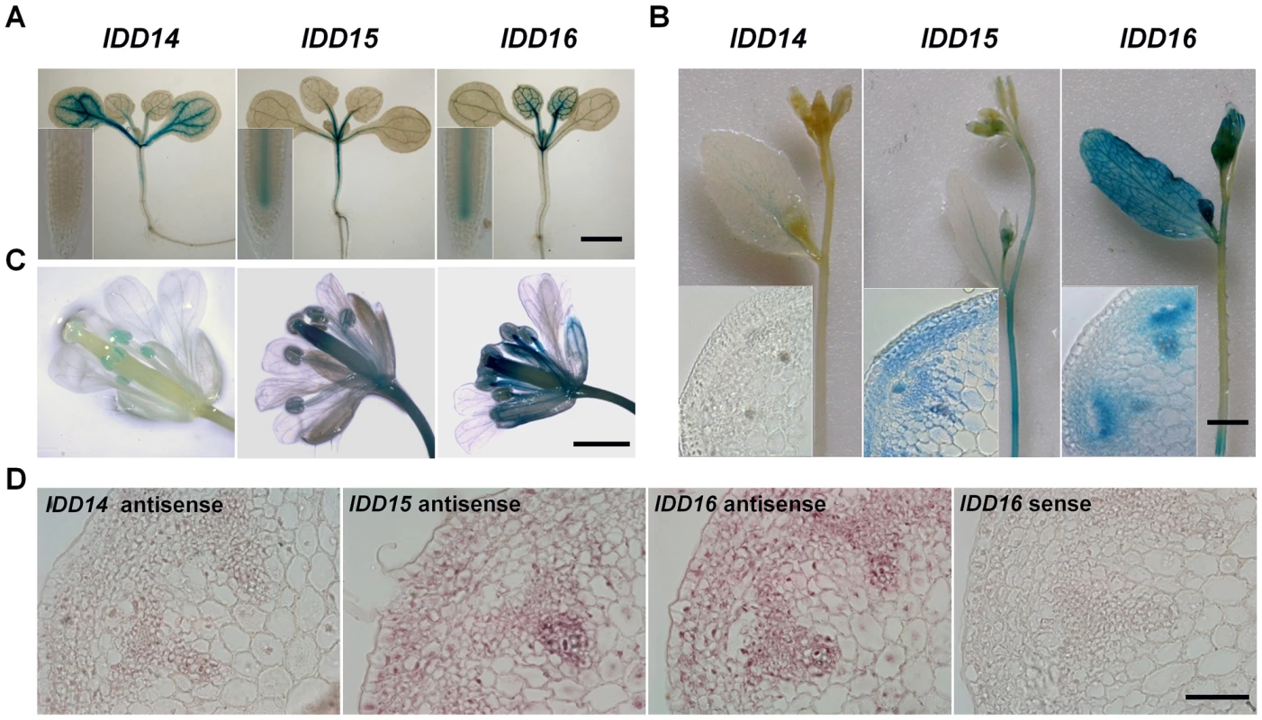 Differential and overlapping expression of <i>IDD14</i>, <i>IDD15</i>, and <i>IDD16</i>.