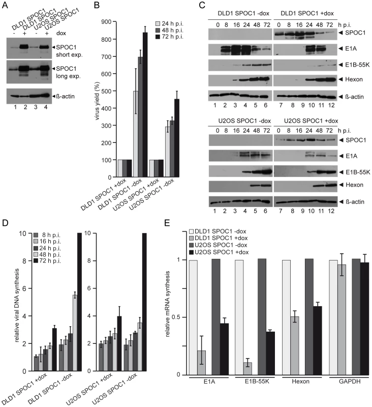 SPOC1 overexpression represses Ad5 gene expression.