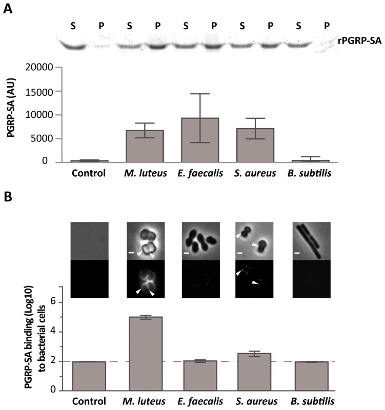 Differential binding of PGRP-SA to the surface of live Gram-positive bacteria.