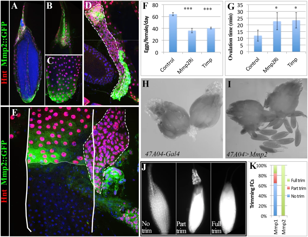 Mmp2 functions in follicle cells to control ovulation.