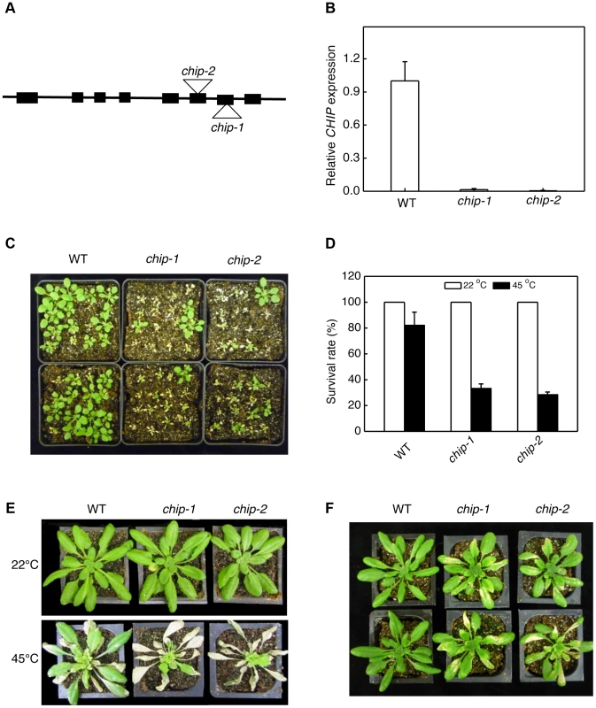 Identification and analysis of <i>chip</i> mutants for heat and oxidative stress tolerance.