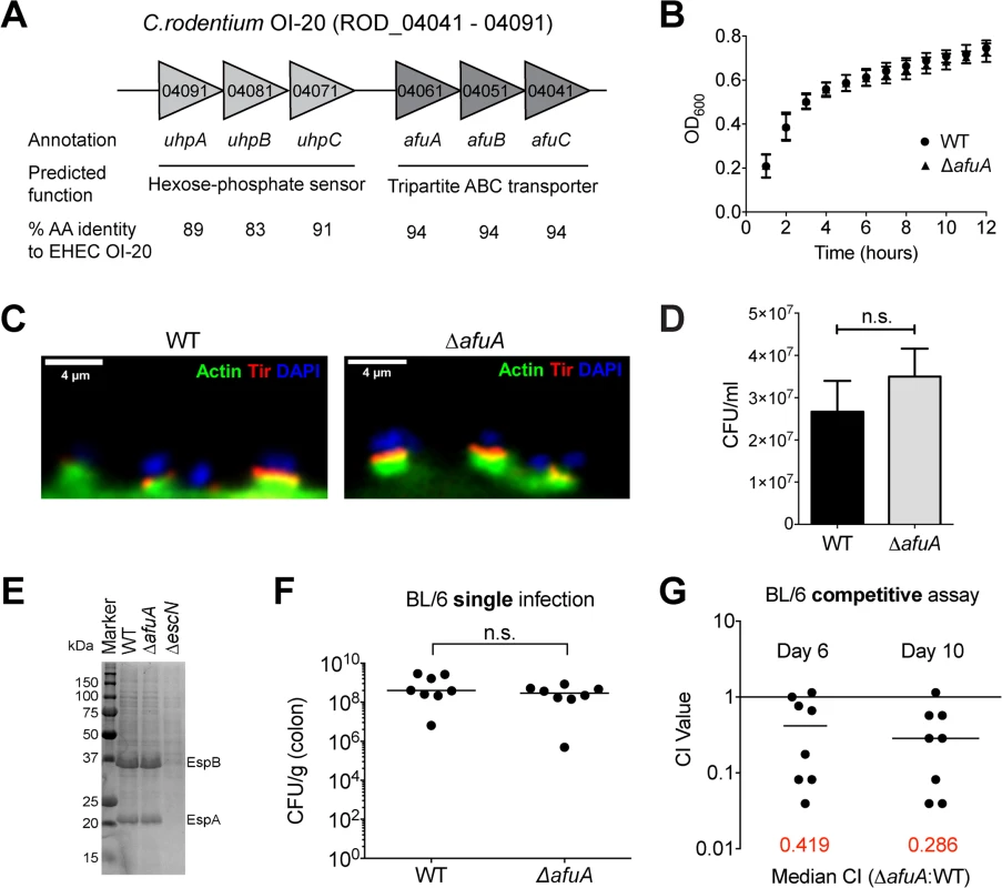 <i>C</i>. <i>rodentium</i> requires AfuA during host colonization.