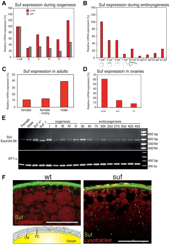 Suf/Spastizin expression analysis.