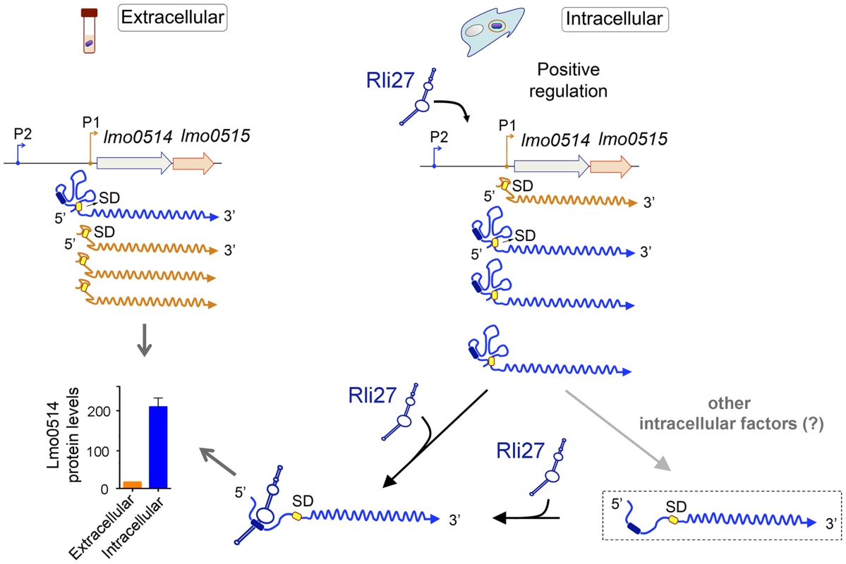 Model of the mechanism by which the <i>L. monocytogenes</i> sRNA Rli27 could positively regulate production of the cell wall protein Lmo0514 inside eukaryotic cells.