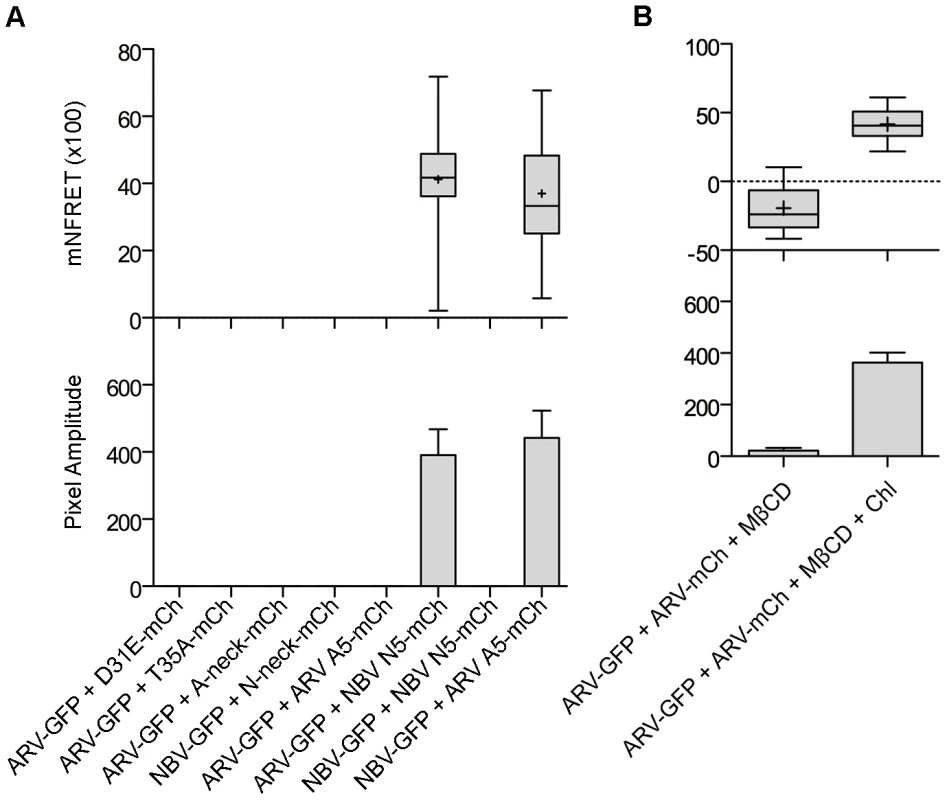 The CM and neck region are both required for p10 multimerization but the neck region alone determines multimer specificity in a cholesterol-dependent manner.