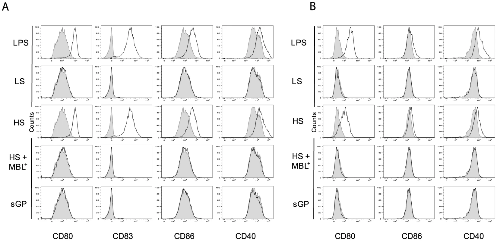 Shed GP induces the phenotypic maturation of DCs and MØ.