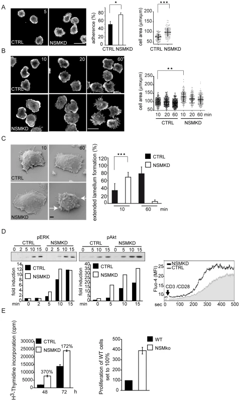 NSM acts to dampen initiation of T cell activation.