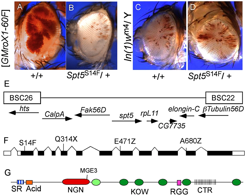 Isolation of <i>Spt5</i> mutations.