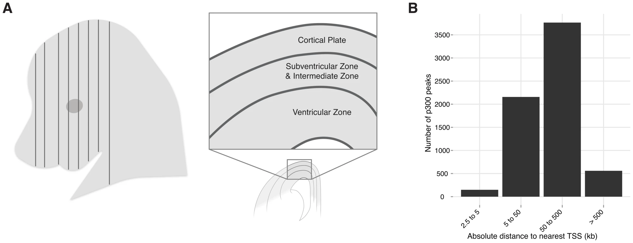 Neocortex development and evolution.