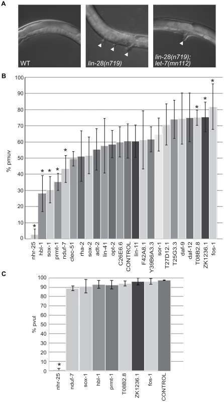Differential effects of <i>let-7</i> target candidates on vulva formation.