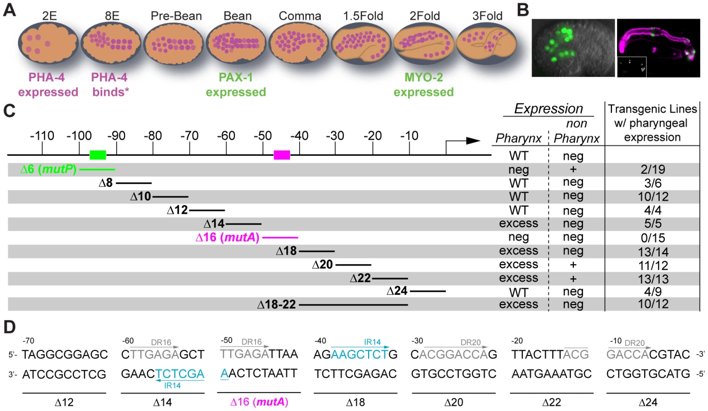Scanning mutagenesis of the <i>pax-1</i> promoter.