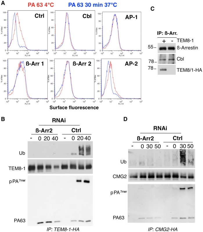 Endocytosis of PA involves the recruitment of Cbl by β-arrestin.