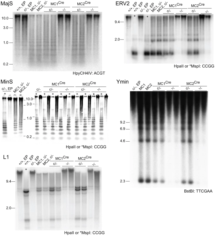 Rebound DNA methylation at repetitive sequences after <i>Dicer1</i> ablation.
