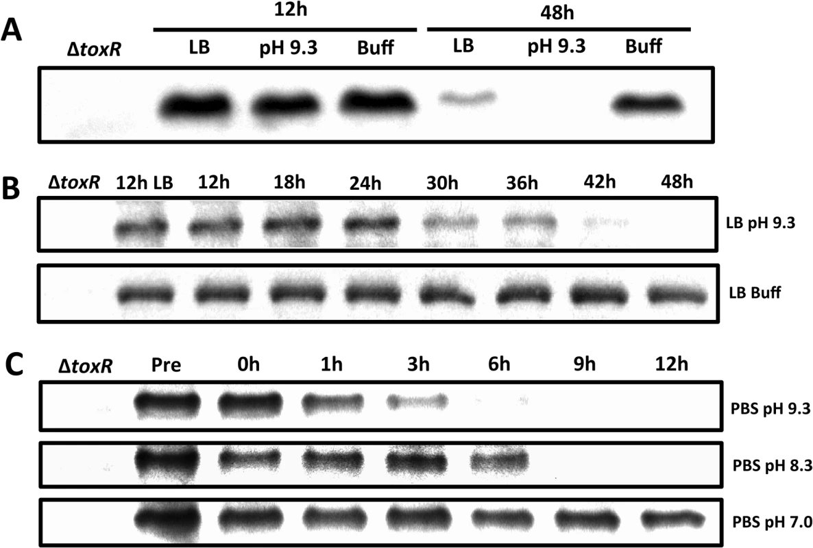 Proteolysis of ToxR during late stationary phase at alkaline pH.