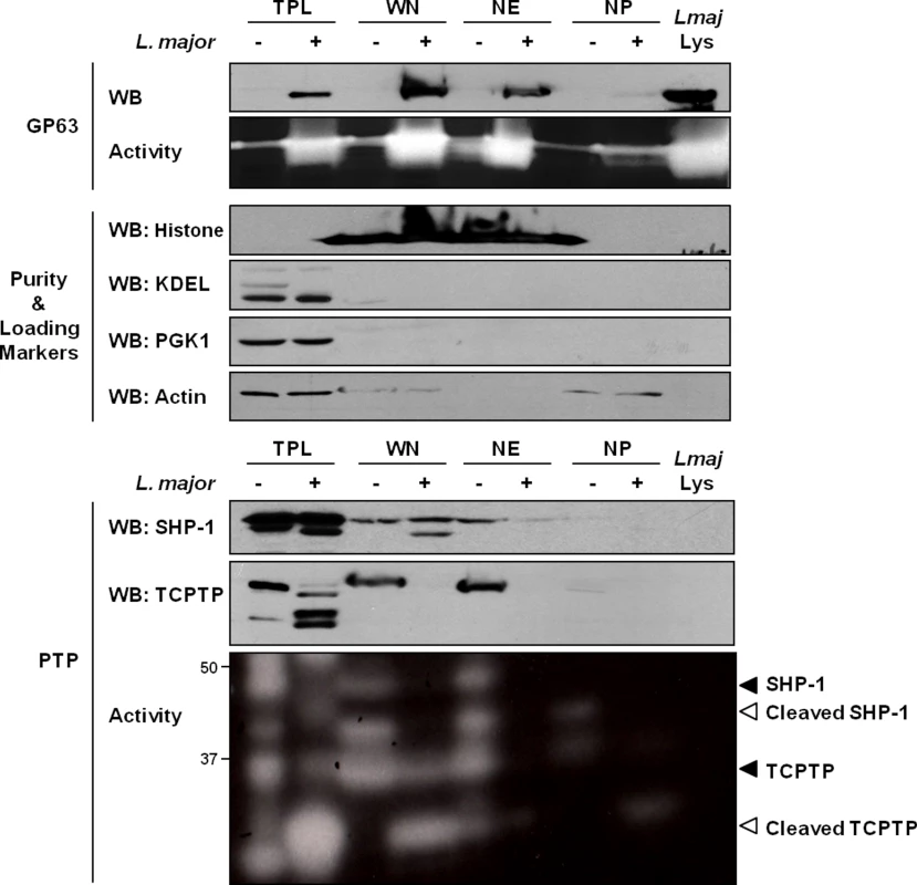 GP63 localizes at the nuclear envelope of host macrophages.