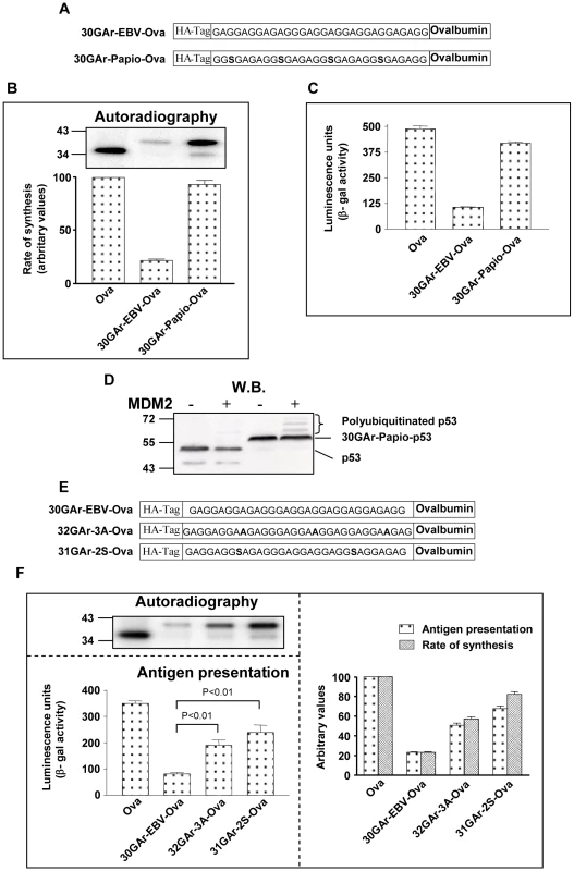 The rate of mRNA translation initiation directly correlates with the amount of antigen presented from a given mRNA.