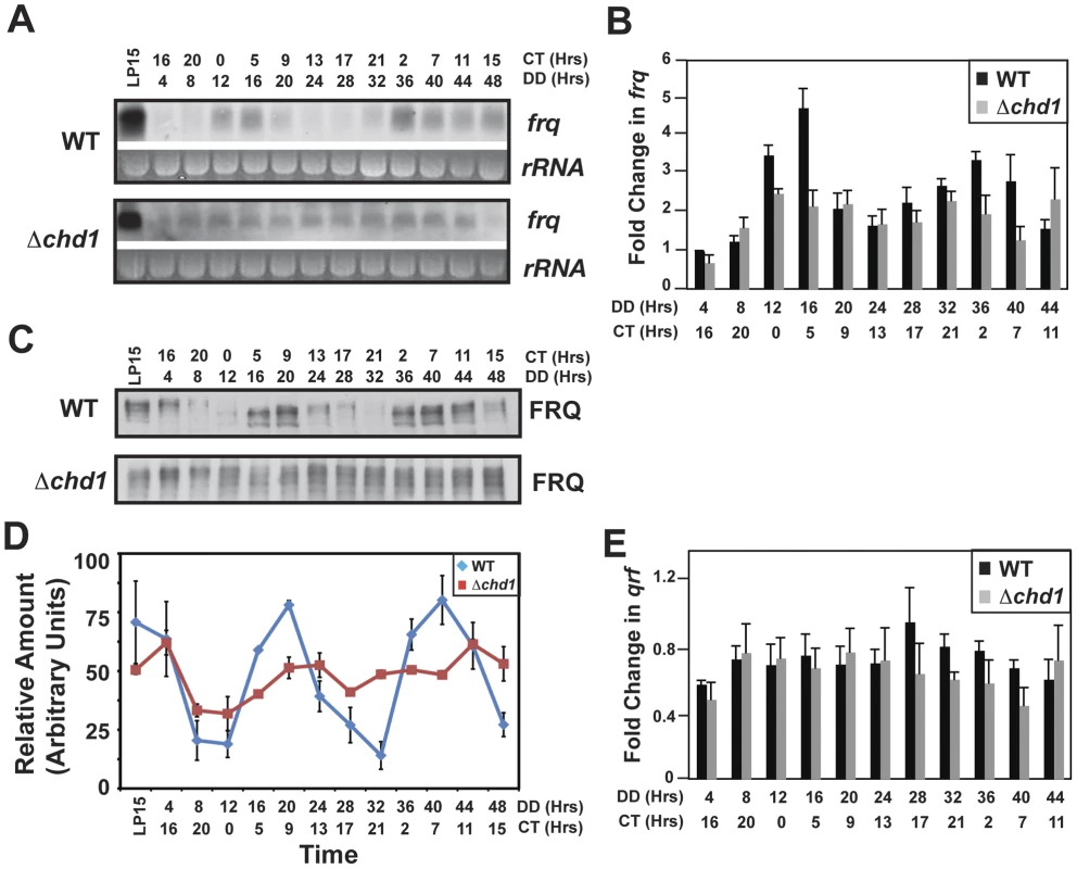 CHD1 is required for proper <i>frq</i> regulation.