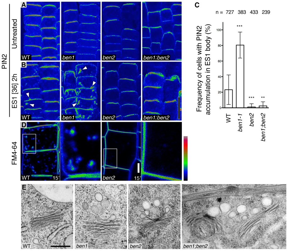 BEN1 and BEN2 are involved in distinct steps of early endosomal trafficking.
