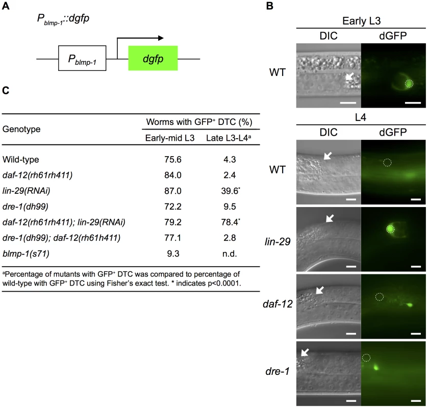 <i>blmp-1</i> is down-regulated at the transcriptional level by <i>lin-29</i> and <i>daf-12</i>.
