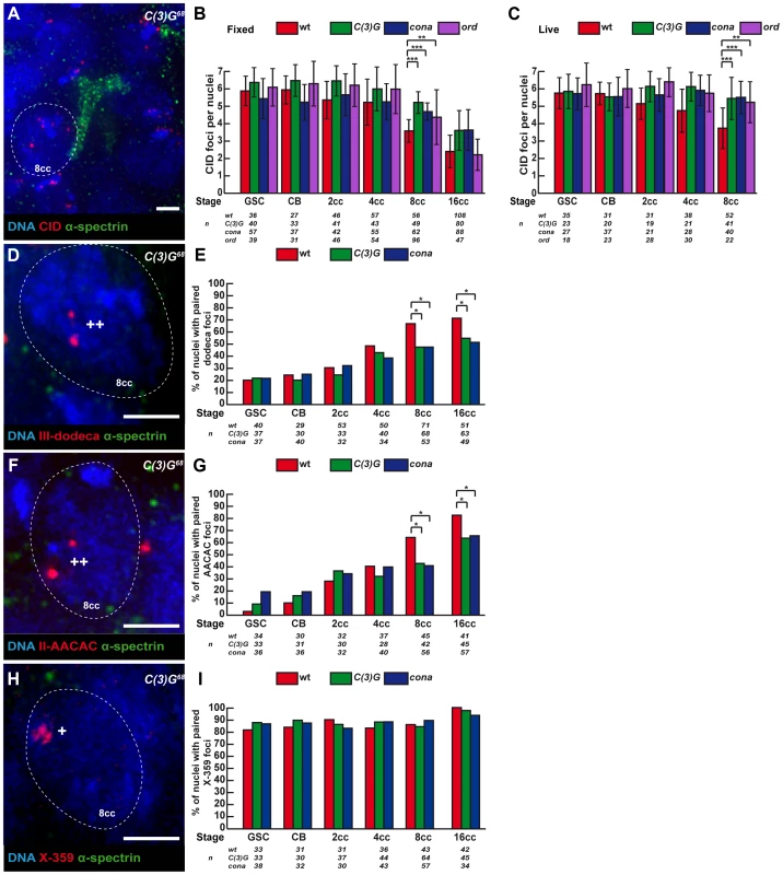 Synaptonemal Complex components promote centromere association in the mitotic zone.