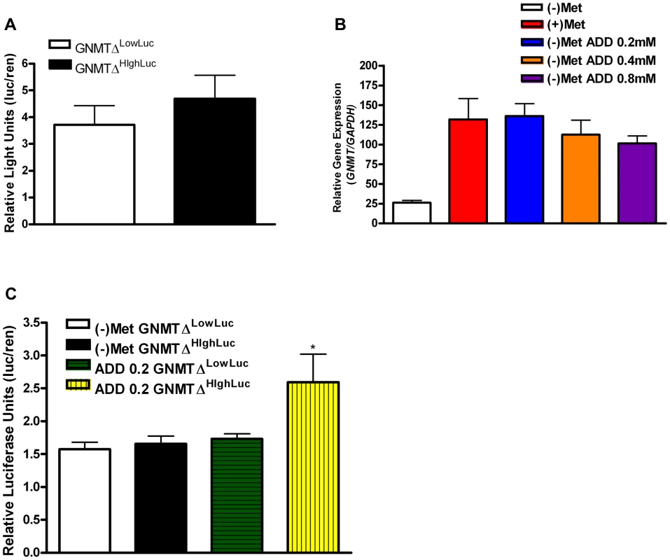 <i>GNMT</i> promoter analysis of major haplotype groups.