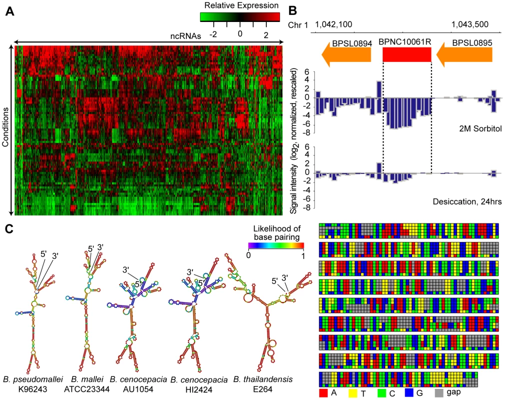 Identification of Bp ncRNAs.
