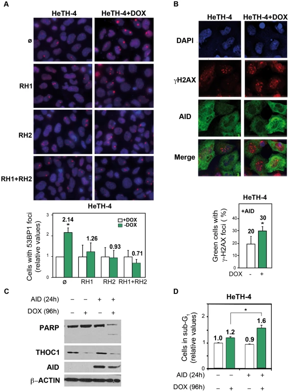 Genome instability in THOC1 is mediated by R-loop formation.