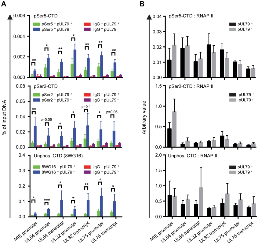 pUL79 does not alter a particular phosphorylated form of the RNAP II CTD domain.