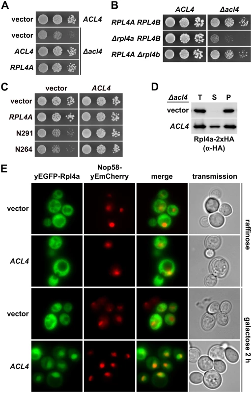 Acl4 ensures the sufficient availability of assembly-competent Rpl4.