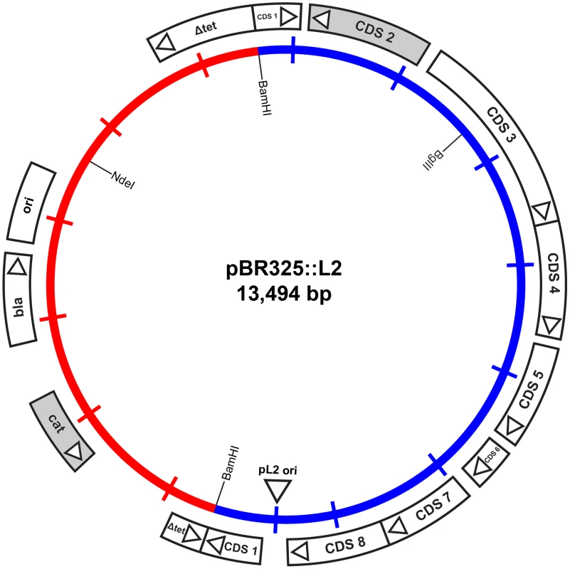 Map of the shuttle vector pBR325::L2.
