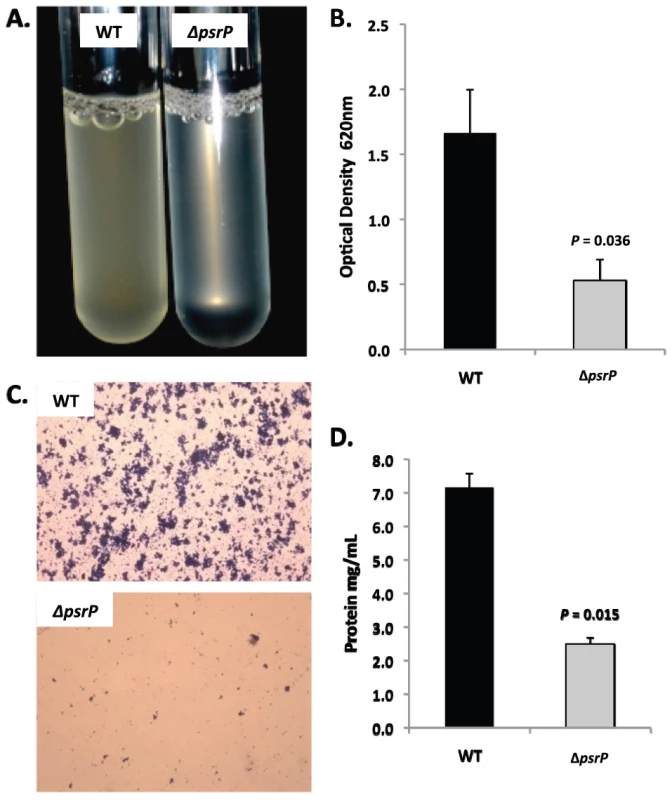 PsrP promotes bacterial aggregation in a line biofilm model.