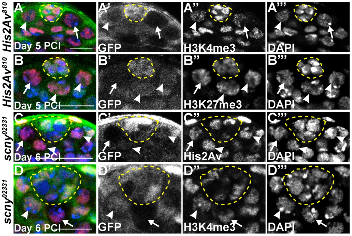 <i>His2Av</i> mutant GSCs do not exhibit dramatic changes in epigenetic markers of transcriptional state.