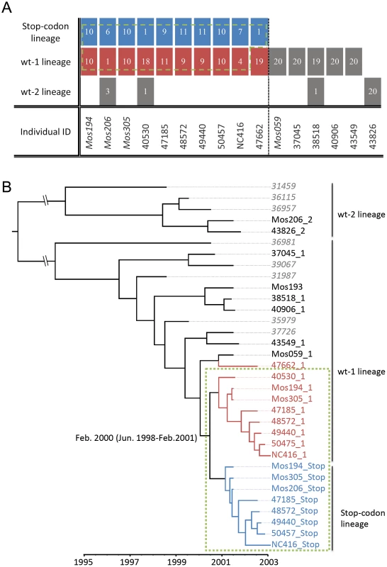 The transmitted defective particles (tDP) are detected in individuals infected by functional viruses that are genetically close related to the stop-codon lineage.