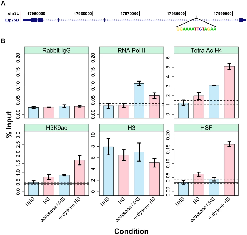 Changing the chromatin landscape converts an HSF-free motif to an HSF-bound site.