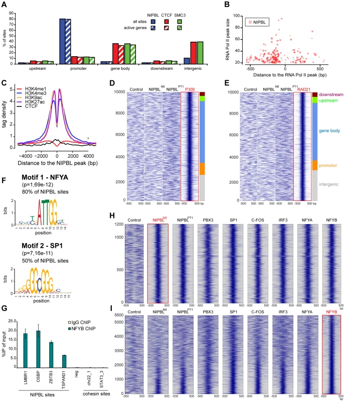 NIPBL binds to active promoters together with other transcription factors.