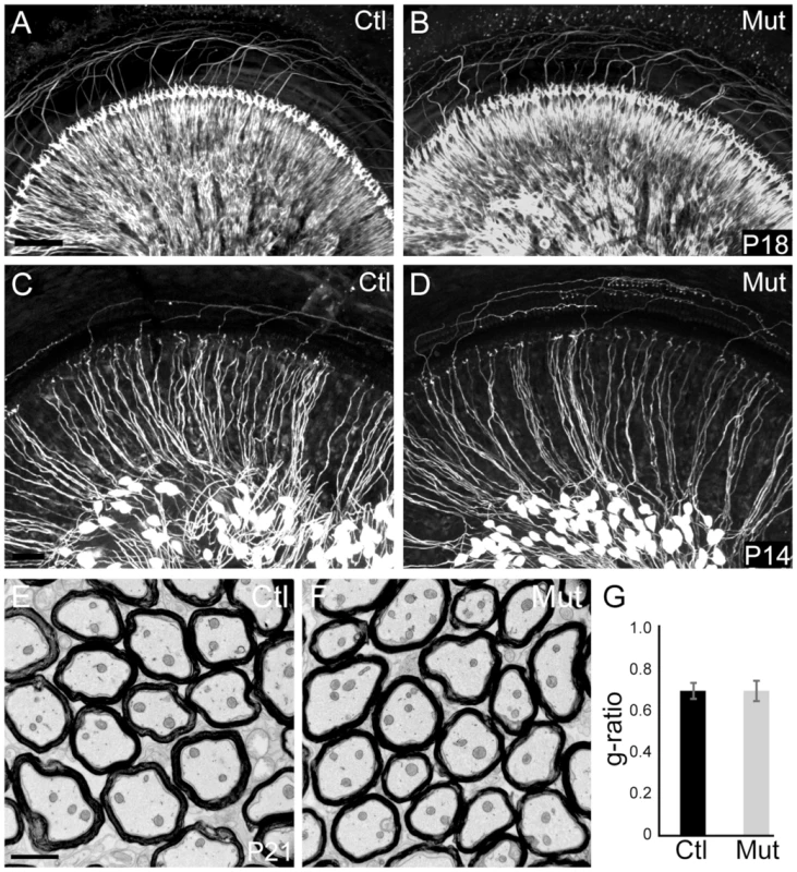 Peripheral SGN connectivity is normal in <i>Npr2</i> mutant mice.