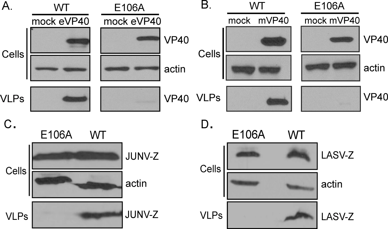 Budding of filovirus and arenavirus VLPs from WT and E106A cells.