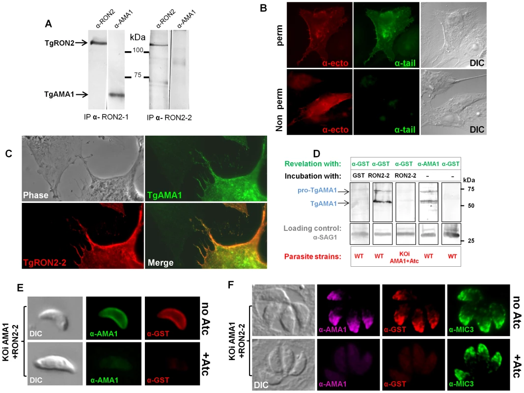 Mapping the interactions between TgRON2 and TgAMA1.