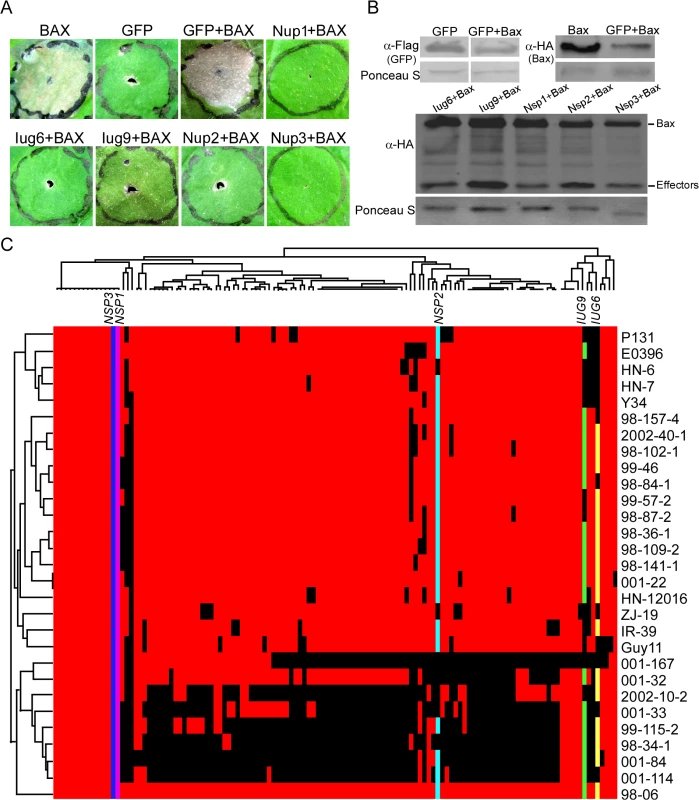Iug6, Iug9, Nup1, Nup2, and Nup3 suppress the cell death triggered by BAX.