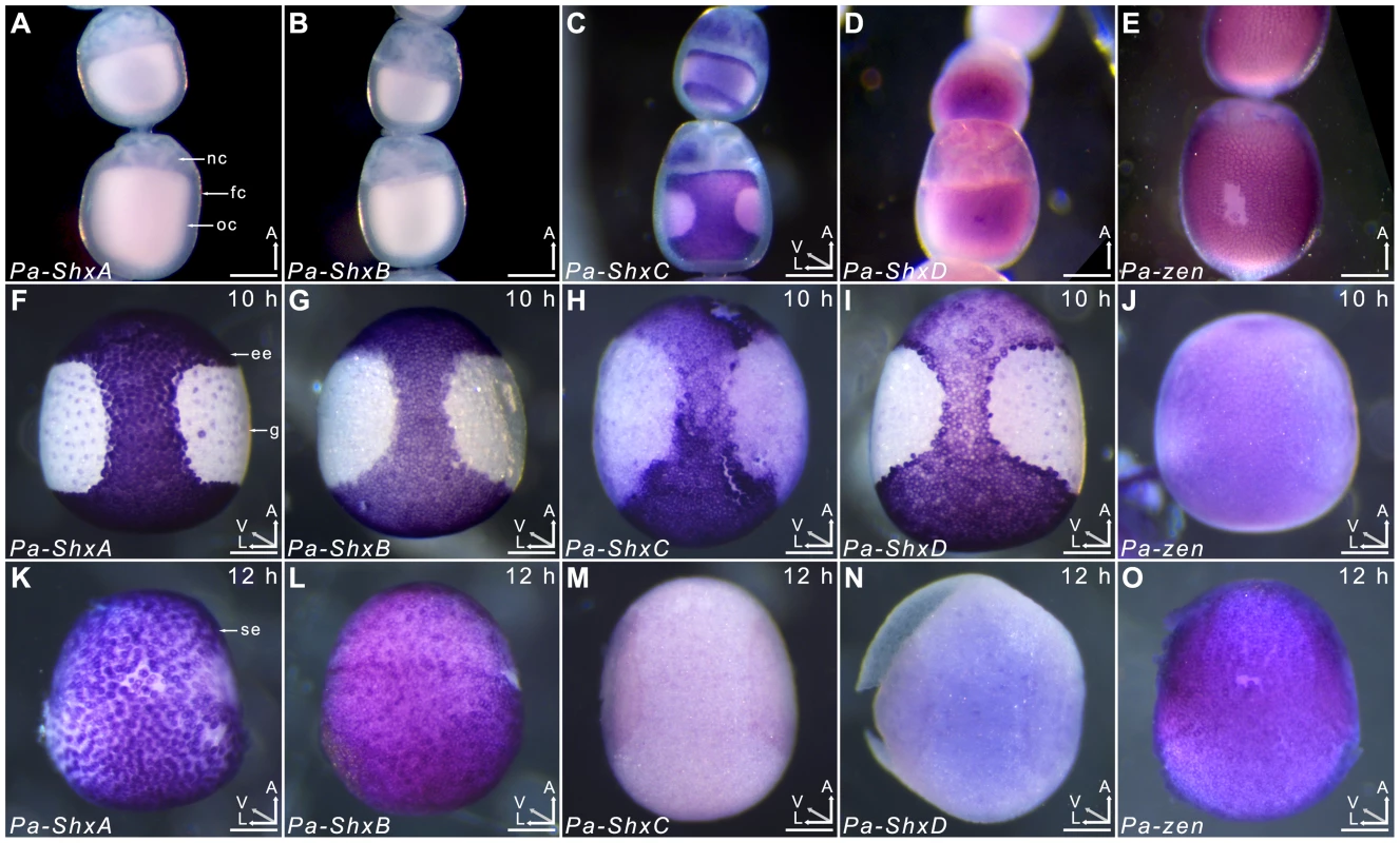 Spatiotemporal expression of Shx genes.