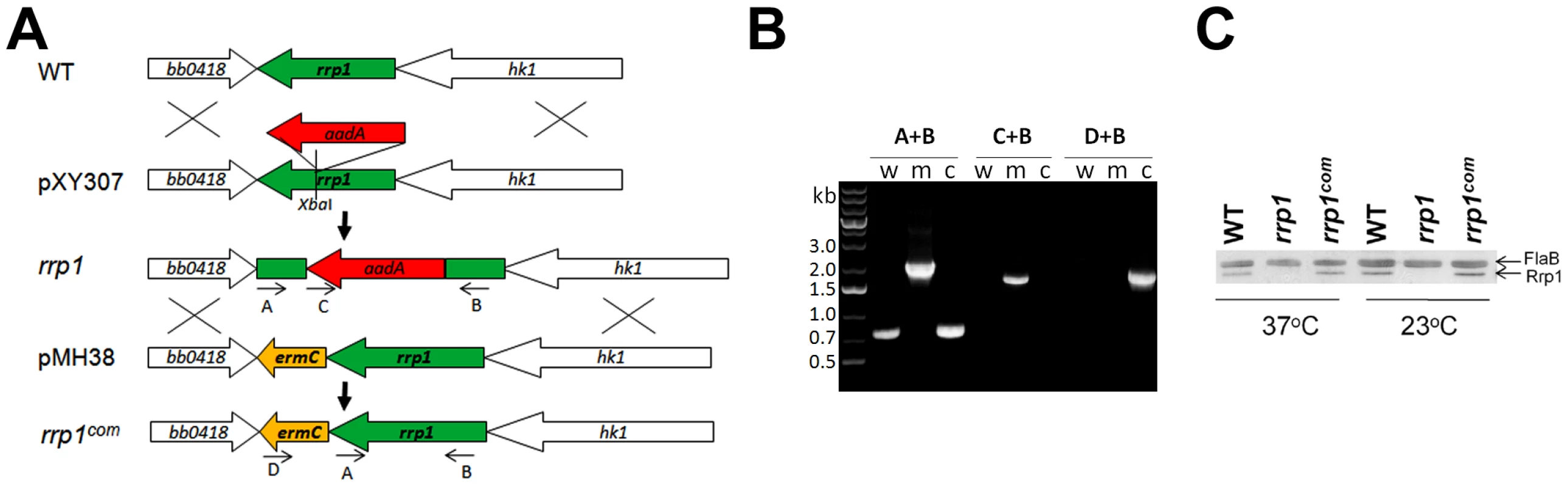 Construction of the <i>rrp1</i> mutant and the repaired strain.