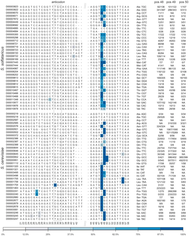 Sites of m<sup>5</sup>C identified in tRNA molecules of the studied organisms.