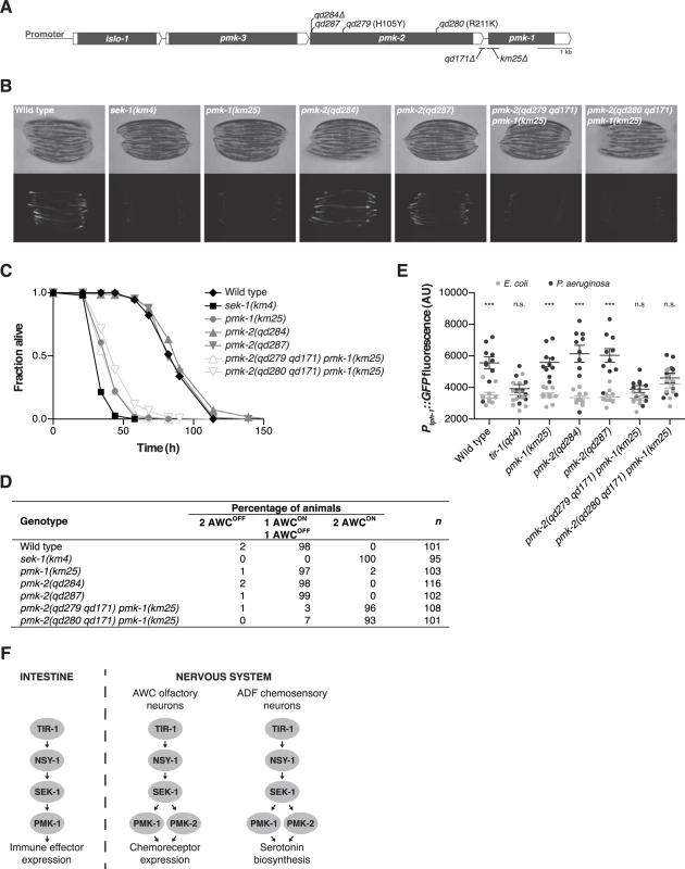 PMK-1 and PMK-2 function redundantly in the nervous system but not the intestine.