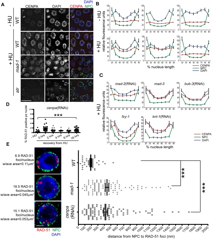 CENPA is regulated by both DDR and SAC components and is required for recruitment of RAD-51 to the nuclear periphery and efficient DNA damage repair.