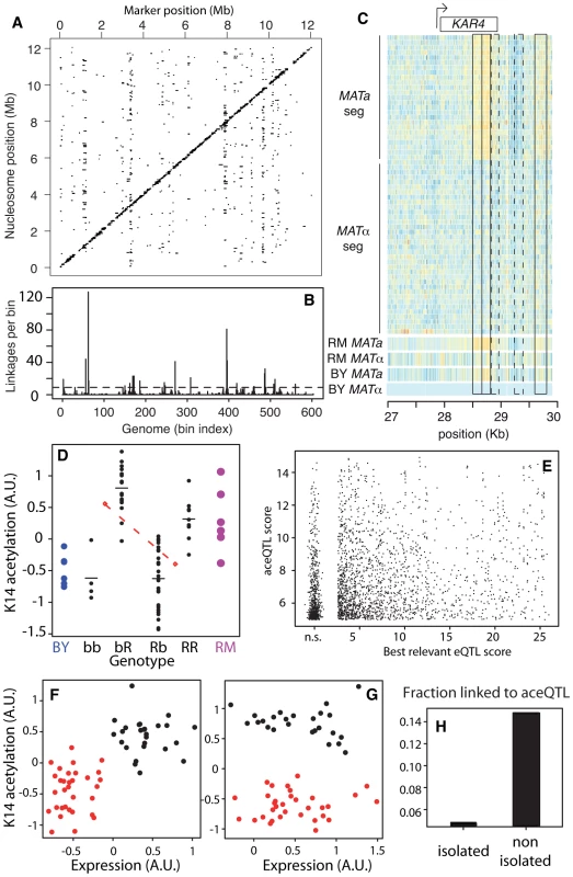 Genetic dissection of epigenomic variations.
